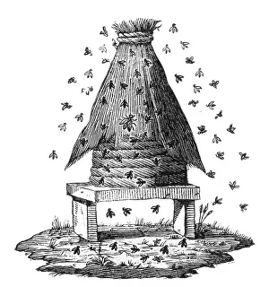 Buzzing: BEEHIVE AND BEES