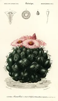 Louis Joseph Edouard Maubert: Beehive cactus, Coryphantha elephantidens