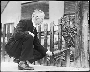 Beehives: BEEHIVE ON A GATEPOST