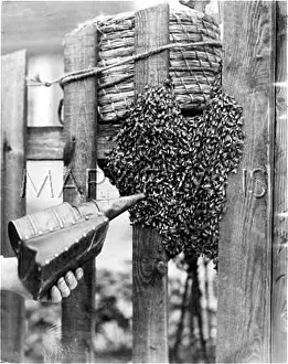 Beehives: BEEHIVE ON A GATEPOST