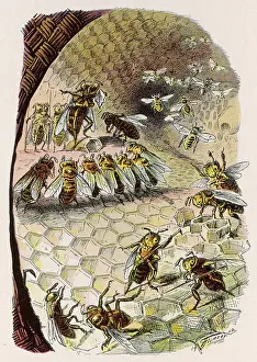 Hive: Beehive scene 1902