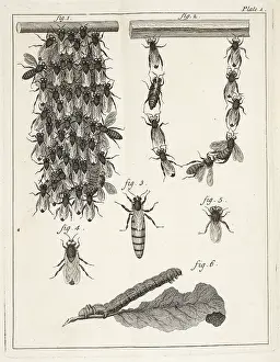 Beehives, queen bees, and worker bees