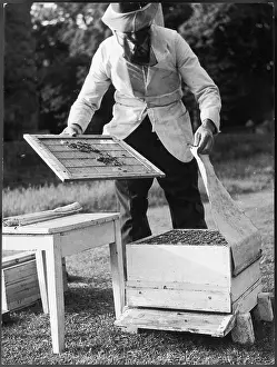 Beekeeper: BEEKEEPING 1960S