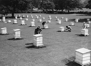Beekeeping: Beekeeping