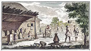 Hives: BEEKEEPING/DIDEROT