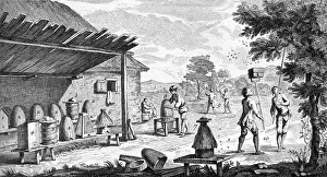 Diderot: BEEKEEPING/DIDEROT