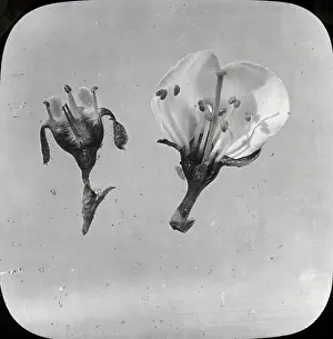 Gooseberry: Beekeeping Lantern Slide series
