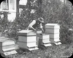 Hives: Beekeeping Lantern Slide series