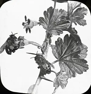 Gooseberry: Beekeeping Lantern Slide series