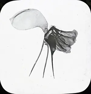 Beekeeping: Beekeeping Lantern Slide series