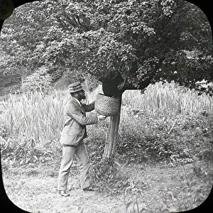 Beekeeping: Beekeeping Lantern Slide series