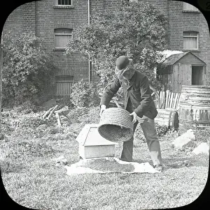 Beekeeping: Beekeeping Lantern Slide series