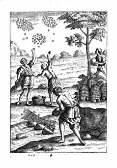 Husbandry: Beekeeping showing beekeepers preparing to take