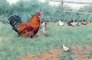 Pens: Where have you been? ? cockerel