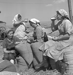 Falta: Beer - grain harvest - sacks - field