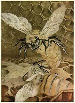 Hive: Bees in Beehive