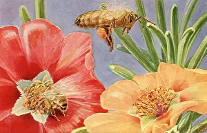 Packs: Bees and Flowers