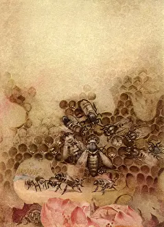 Honeycomb: Bees in Honeycomb