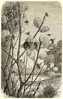 Ferruginea: Bees in springtime