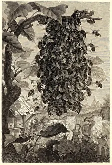 Hive: Bees swarming in a walled garden