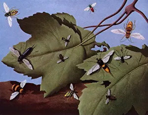Investigating: Bees, Wasps and Hornets