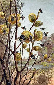Bees: Bees and Wasps Pollinating