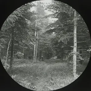 Beeston: Beeston Wood