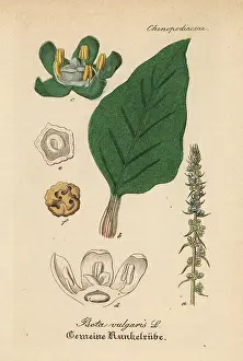 Beta: Beet, Beta vulgaris