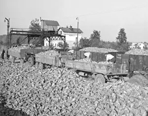 Beets: Beet harvest