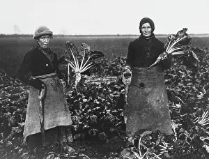 Beet pulling, World War I