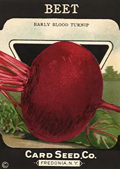 Beet: Beet Seed Packet