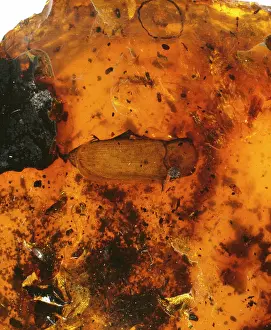 Amber: Beetle in amber