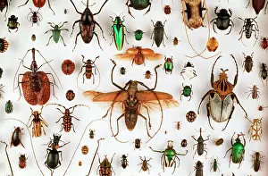 Iridescent: Beetle collection