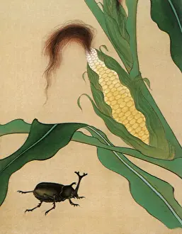 Illu: Beetle and Ear of Corn