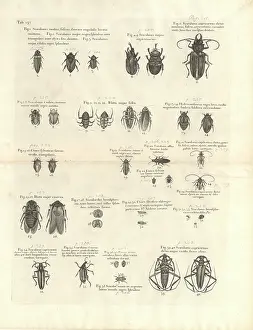 Sloane: Beetle illustration