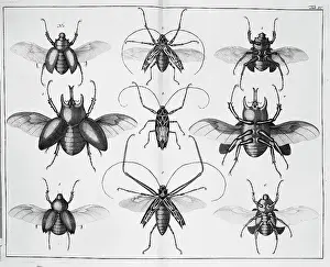 Albertus: Beetle illustration