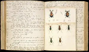 Annotated: Beetle illustrations