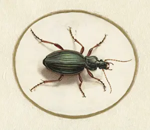 Jointed: Beetle, by Jan Augustin van der Goes