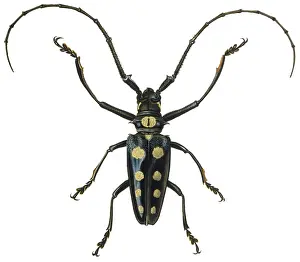 Lamia: BEETLE/LAMIA ROYLII/TZS