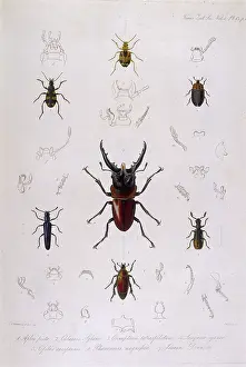 Beetles: BEETLE / LUCANUS