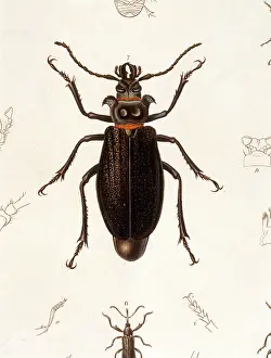 Prionus: BEETLE/PRIONUS CUMINGII