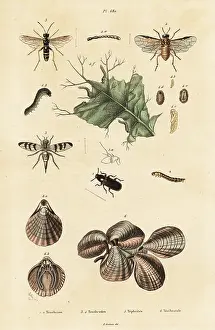 Sabin: Beetle, sawfly and lamp shells