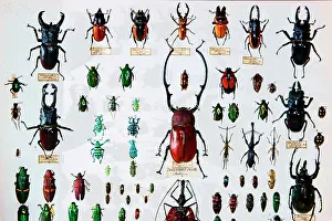 Hexapoda: Beetle specimens from the Wallace collection