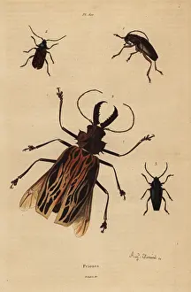 Paradoxus: Beetle varieties