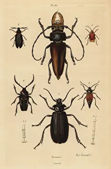 Culebra: Beetle varieties