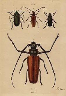 Dhistoire: Beetle varieties