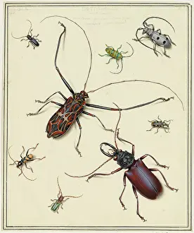 Bodycolour: Beetles