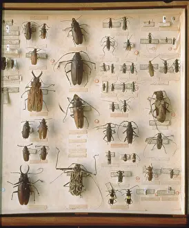 Pinned: Beetles