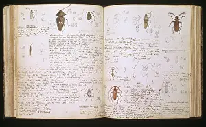 Annotated: Beetles