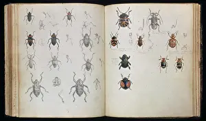1825 1892: Beetles